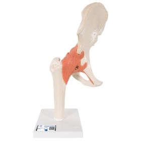 Functional Human Hip Joint Mode