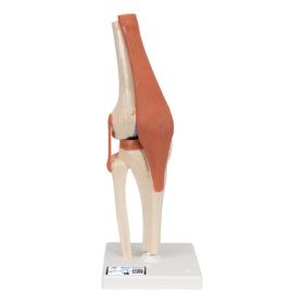 Functional Human Knee Joint Model