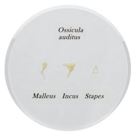 Ossicle Model- Life Size