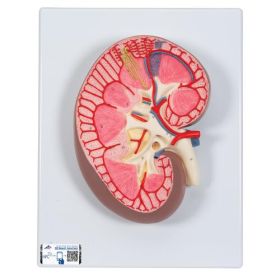 Kidney Section, 3 times