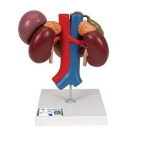 Kidneys w. organs o.t. abdomen
