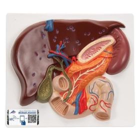 Liver with Gall Bladder