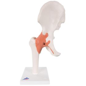 Functional Hip Joint