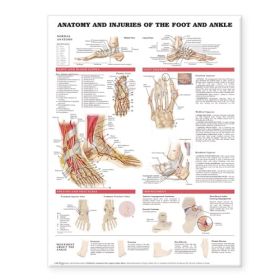 Anatomy & Injuries Foot & Ankle