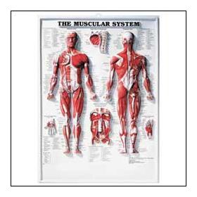Muscular System, 20" x 26", Laminated
