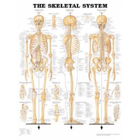 Skeletal System, 20" x 26", Laminated