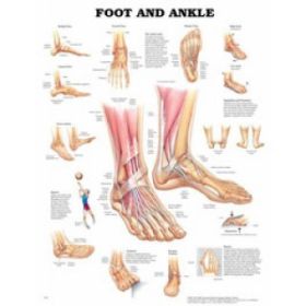 Foot & Ankle, 20" x 26", Laminated