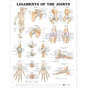 Ligaments of the Joints 20"x26"Laminated