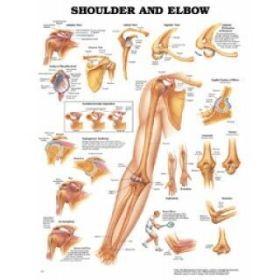 Shoulder & Elbow, 20" x 26", Laminated