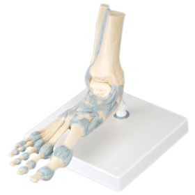 Foot Skeleton w/Ligaments, Model