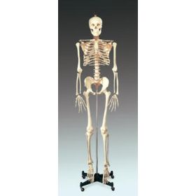 Budget Bucky Skeleton w/Stand and